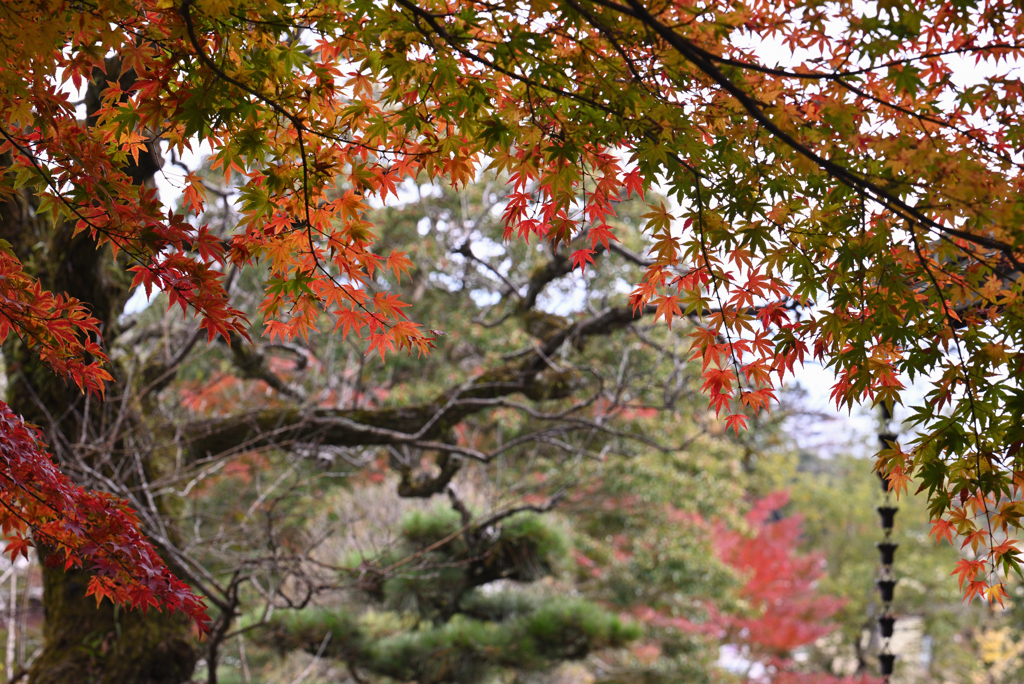 街の紅葉-a