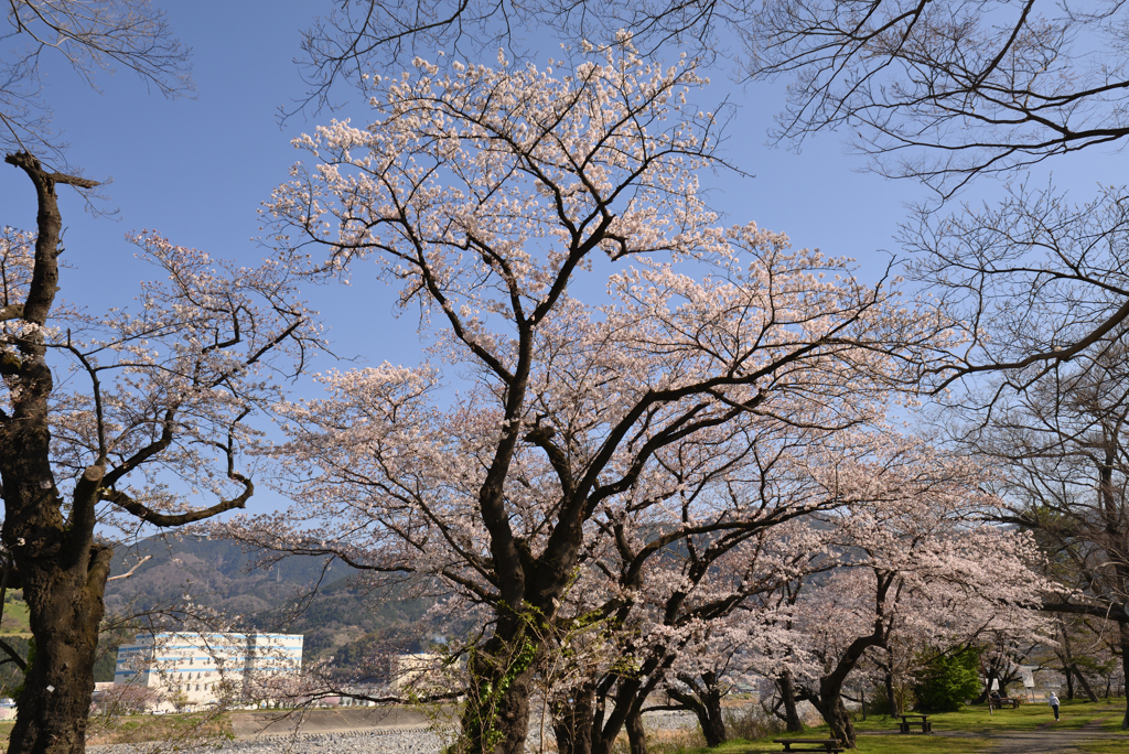 お散歩桜