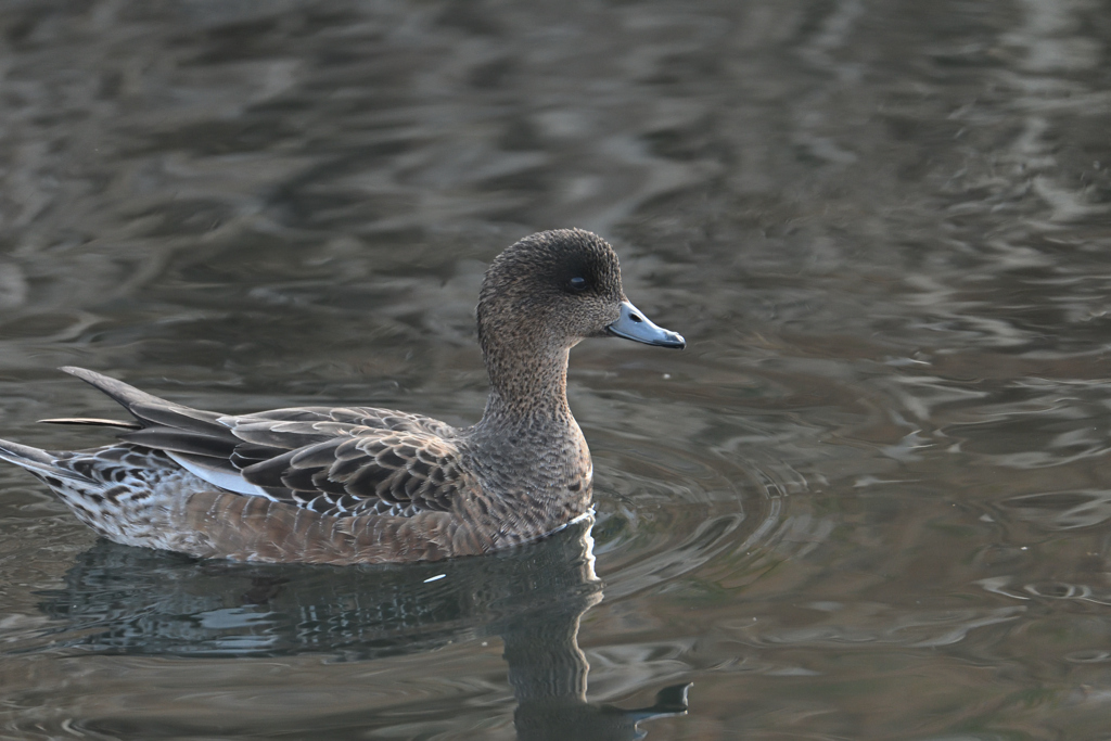 水辺の鳥-2