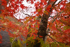 雨と紅葉が降るとき