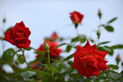 紅い薔薇