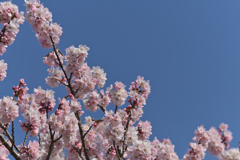 青空桜
