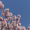 青空桜