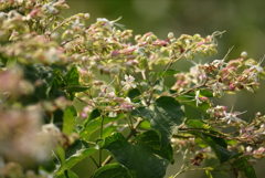初秋の土手の花-2