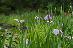 花菖蒲