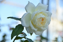 それでも薔薇は美しい