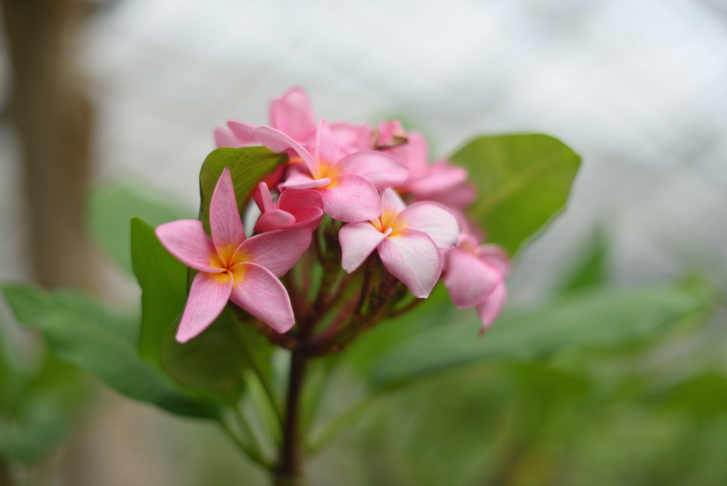 咲いていました