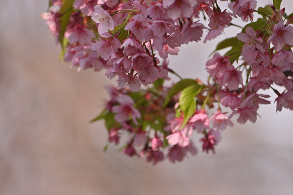 河津葉桜