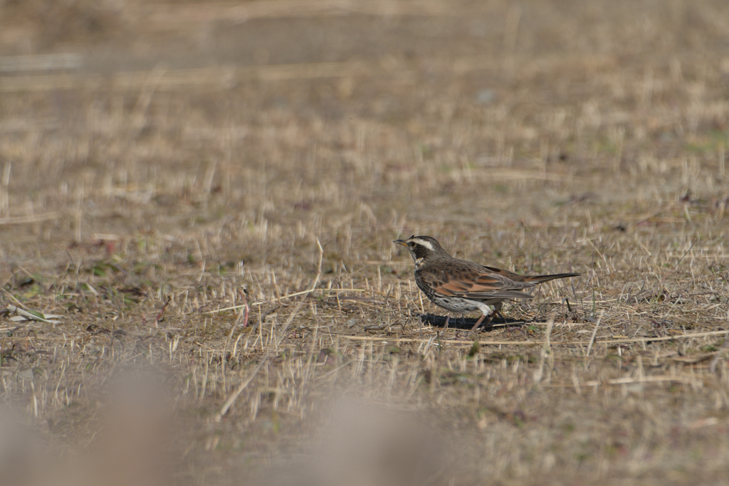 やっと出会えた