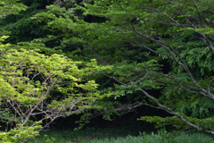 鳥の住む森