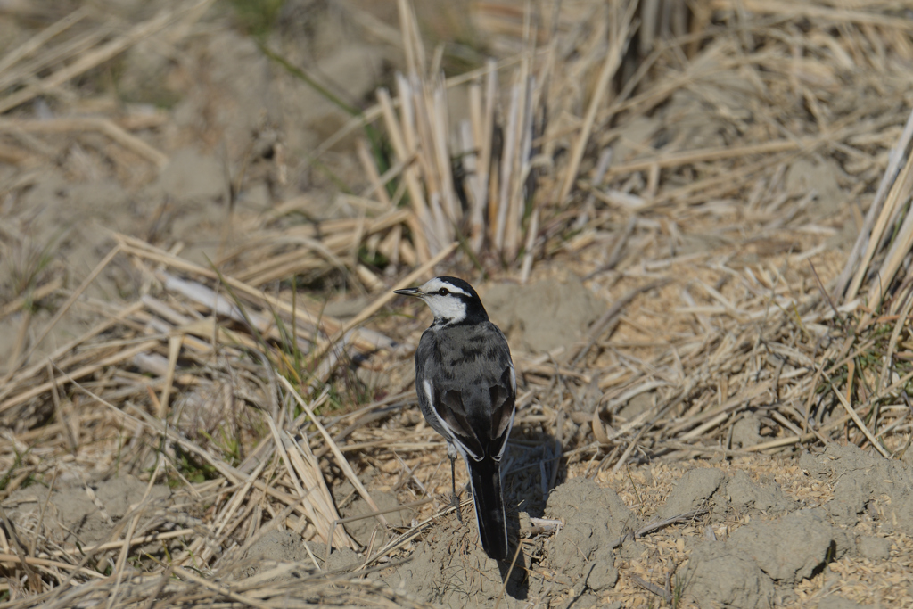 振り返った白鶺鴒