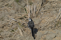 振り返った白鶺鴒