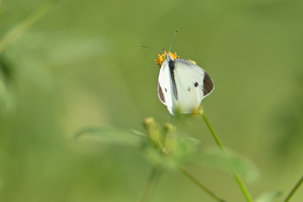 小栴檀草の蜜