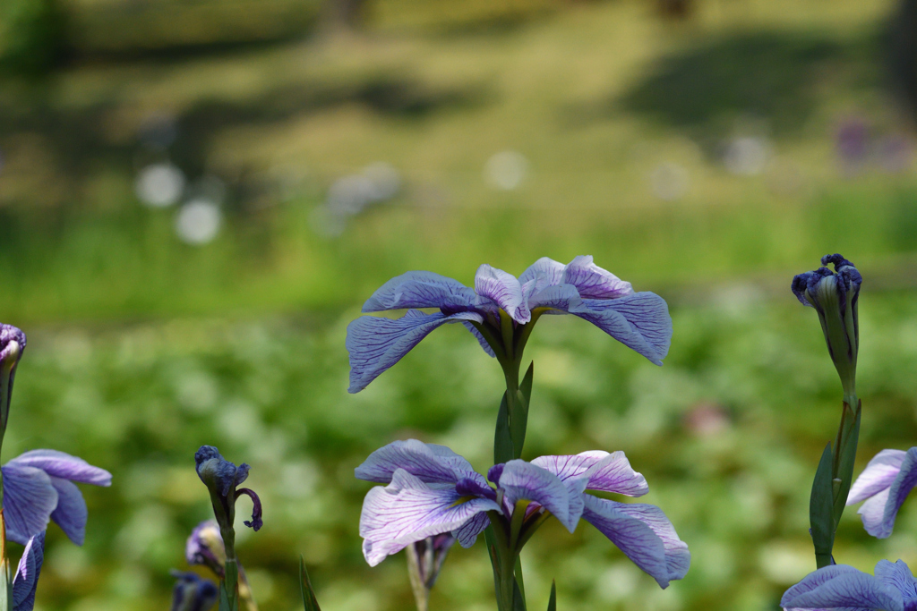 花菖蒲-1