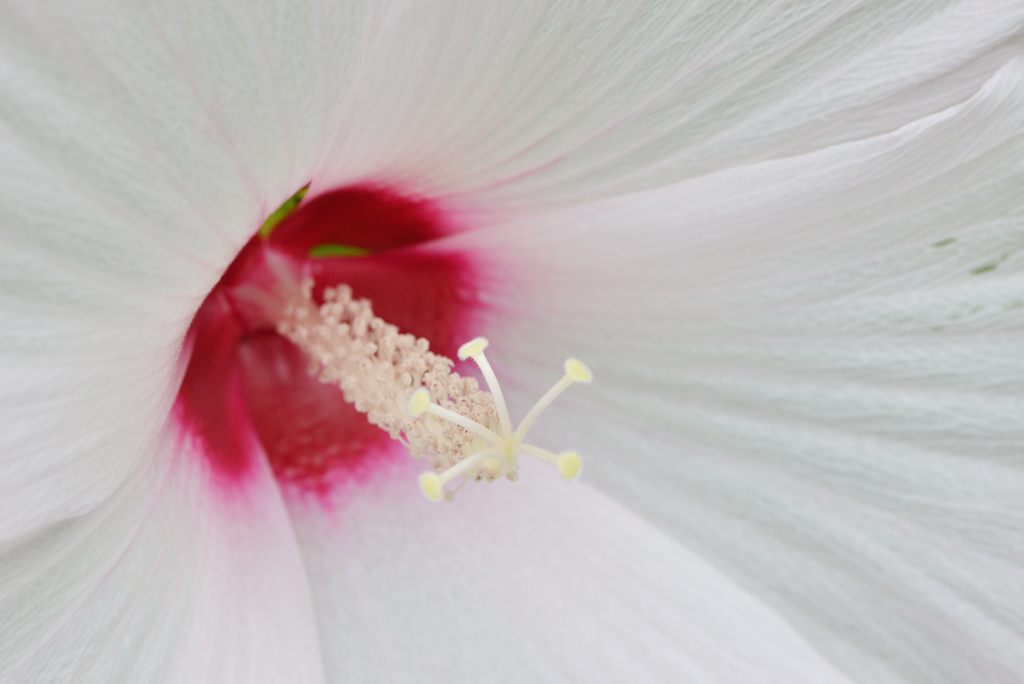 ピーチホワイトの世界