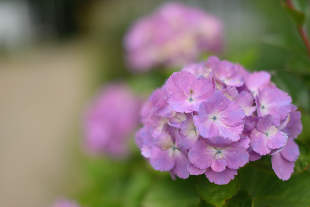 紫陽花