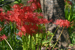 桜木の下の赤い花