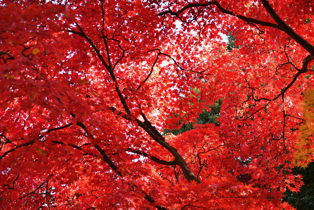 紅葉天井