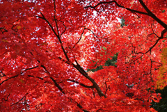 紅葉天井