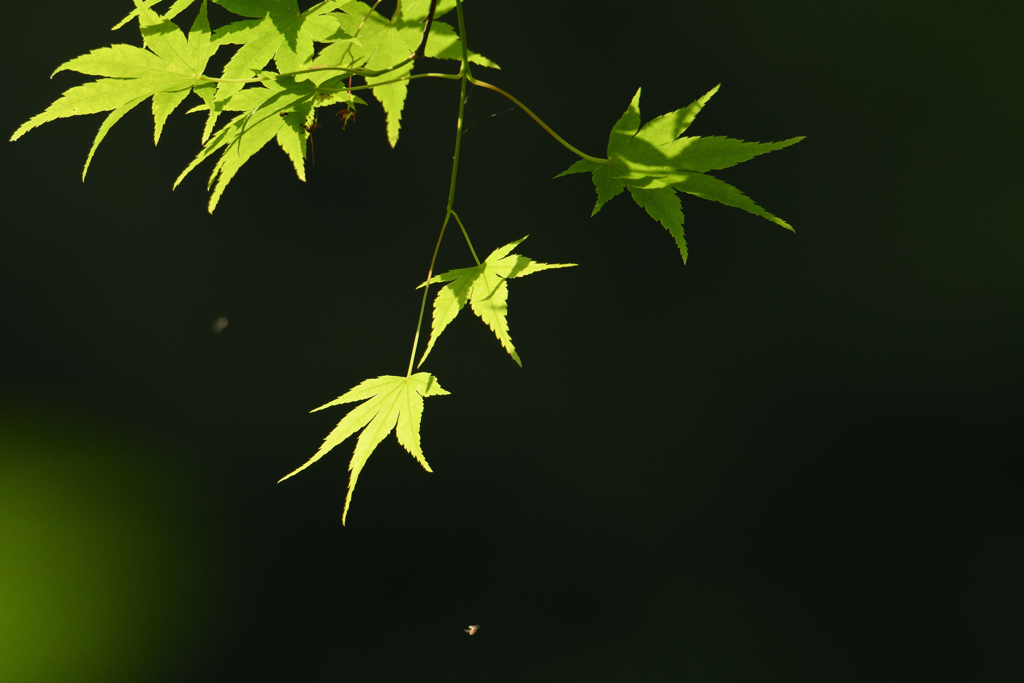 青紅葉