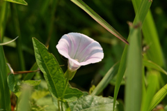 野草でもね ⑪