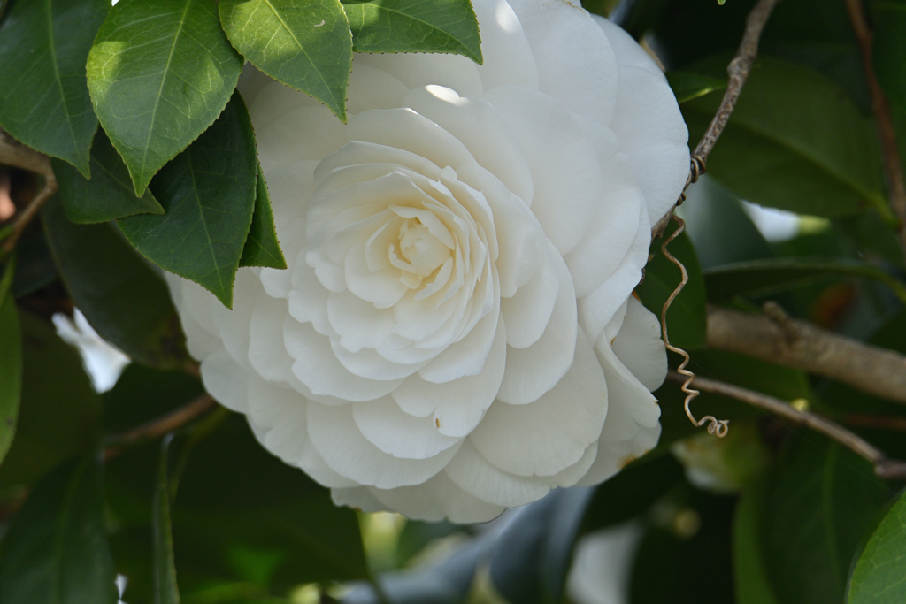 木蔭で美白