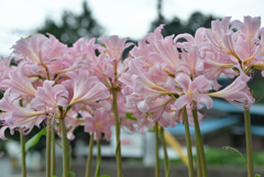 道端の花