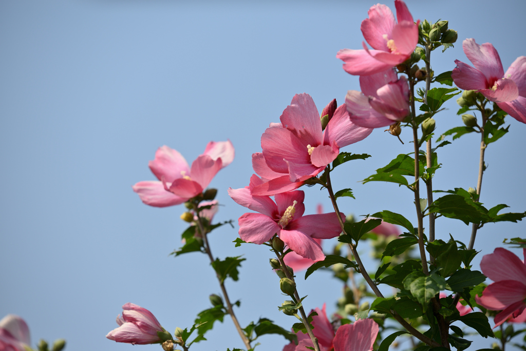 夏の木槿-1