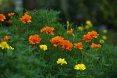 公園の花