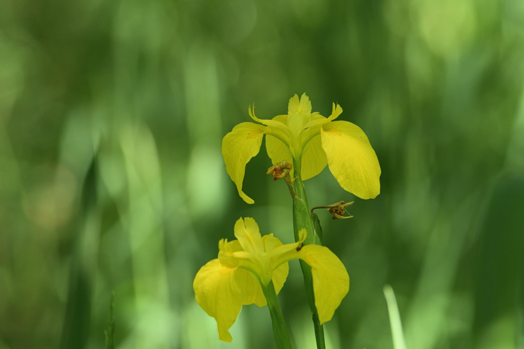 黄菖蒲