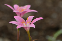 花が語る