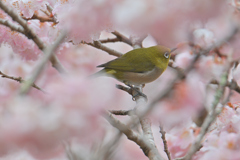 桜に囲まれて