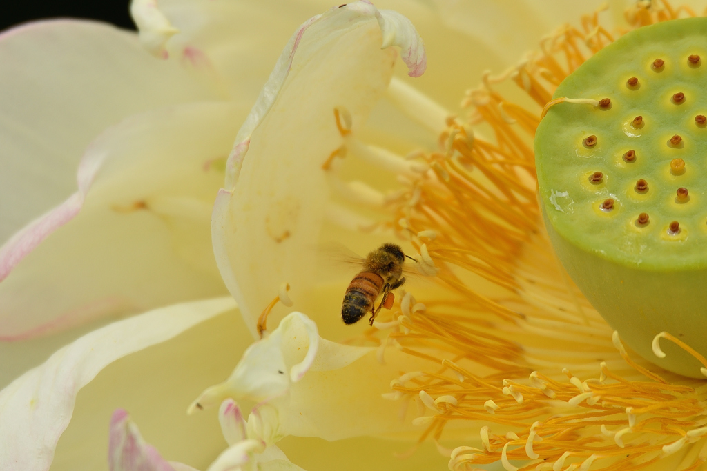 蓮花で働く