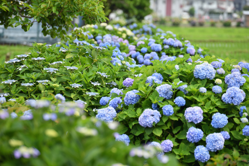 紫陽花が続く