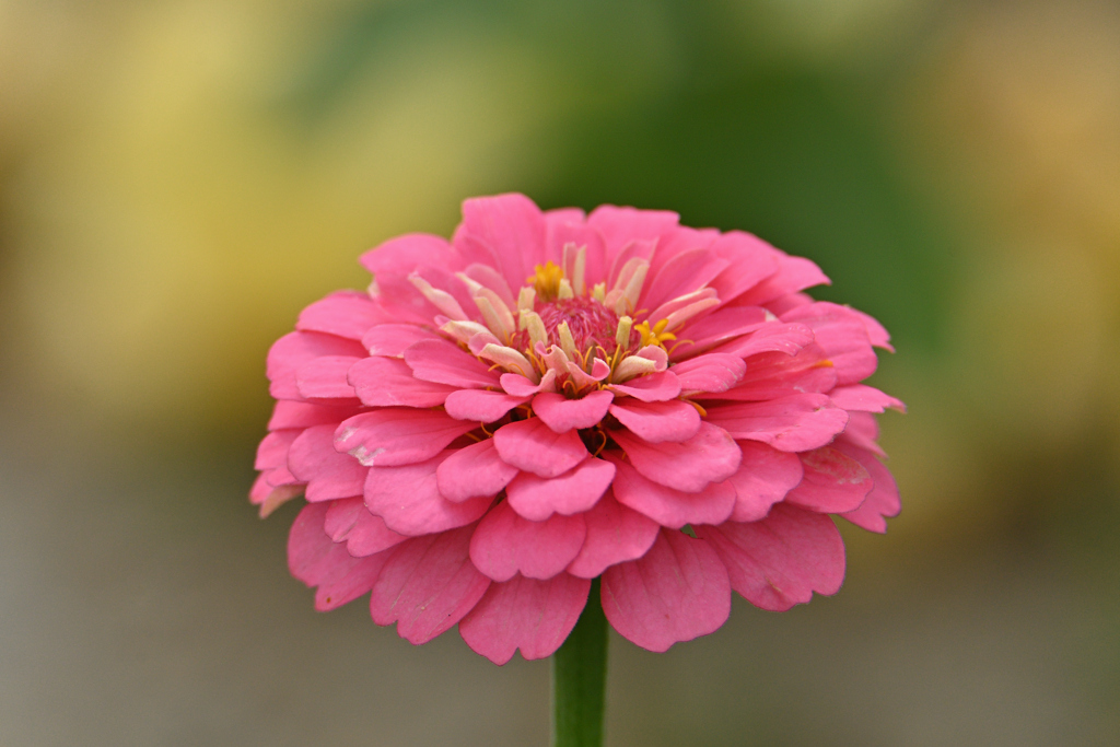 重なる花弁