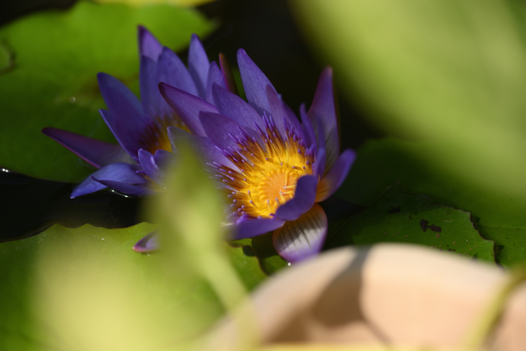 池の花