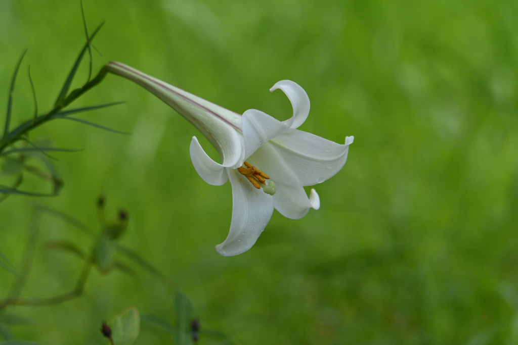 高砂百合しっとり