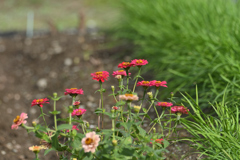 夏は終わったけれど