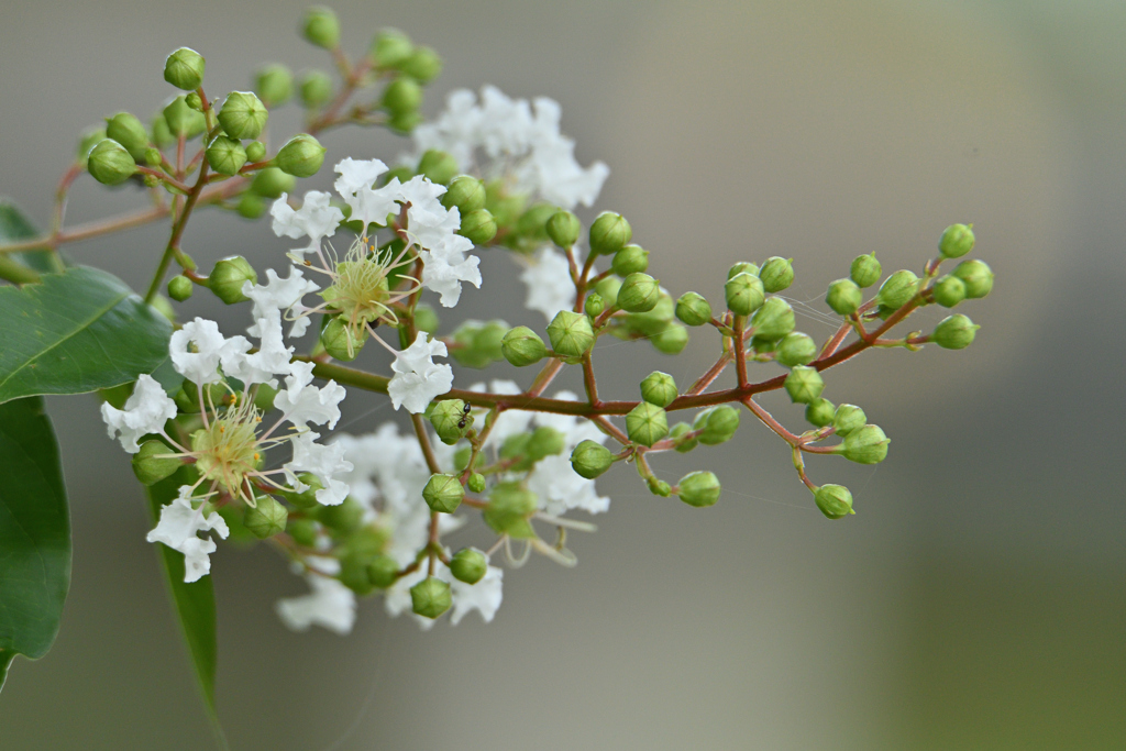 夏空には百日紅-1