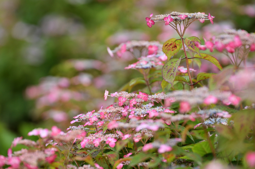 土手の紫陽花