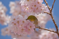 春めき桜ジロー-2