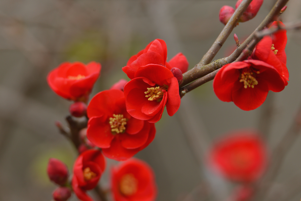 真紅の花