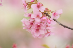 河津桜