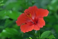 あの暑かった夏が恋しいと思うとき