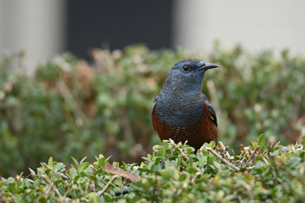 公園の野鳥-3