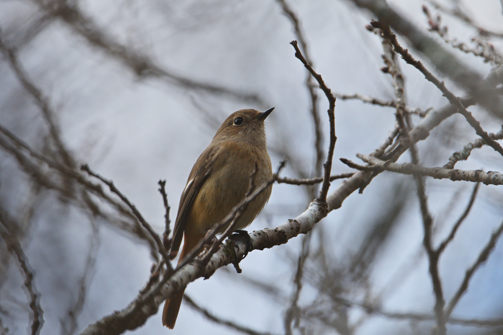 尉鶲姫だって-2
