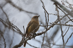 尉鶲姫だって-2