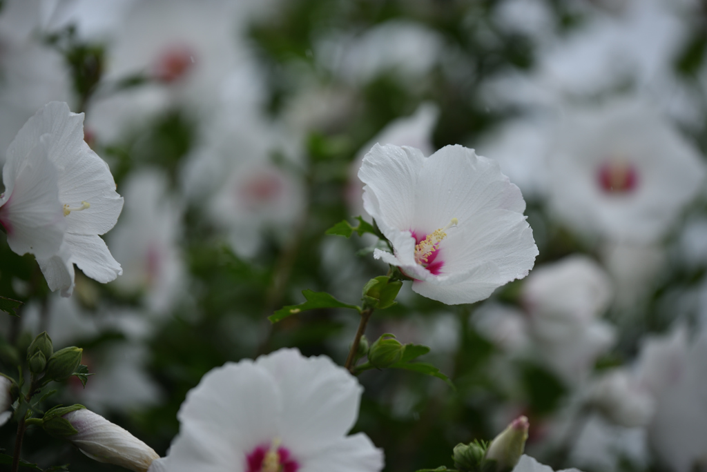 花盛り