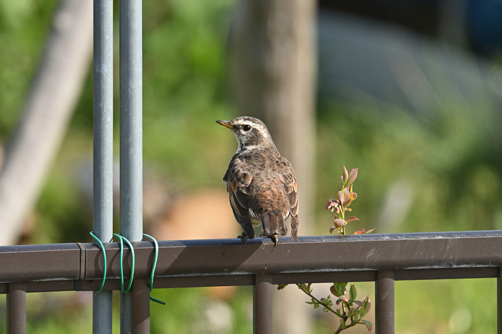 優しく振り向く