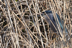 葦の鳥籠-2
